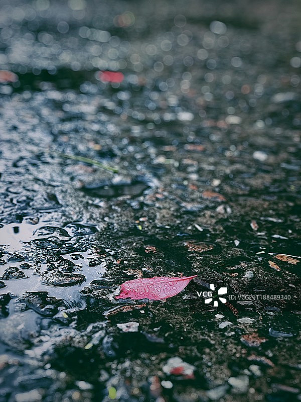 上海秋天雨后户外地上的叶子图片素材