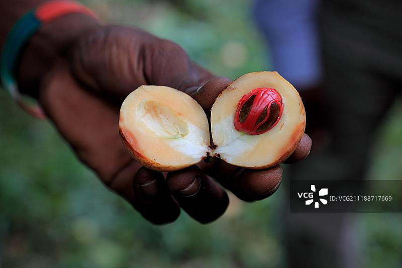 手拿一个肉豆蔻(肉豆蔻香)的果实，桑给巴尔，坦桑尼亚，非洲图片素材