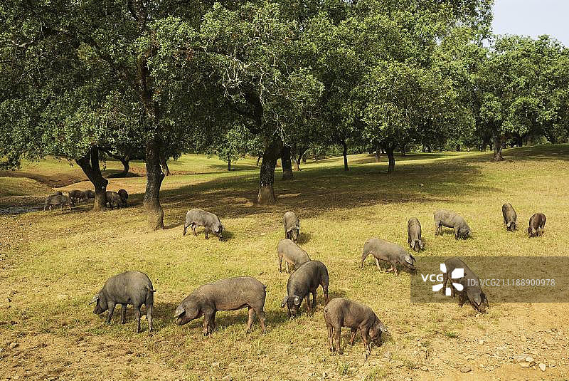 放牧黑伊比利亚猪在霍尔姆橡树下(栎属冬青)，韦尔瓦省，安达卢西亚，西班牙，欧洲图片素材
