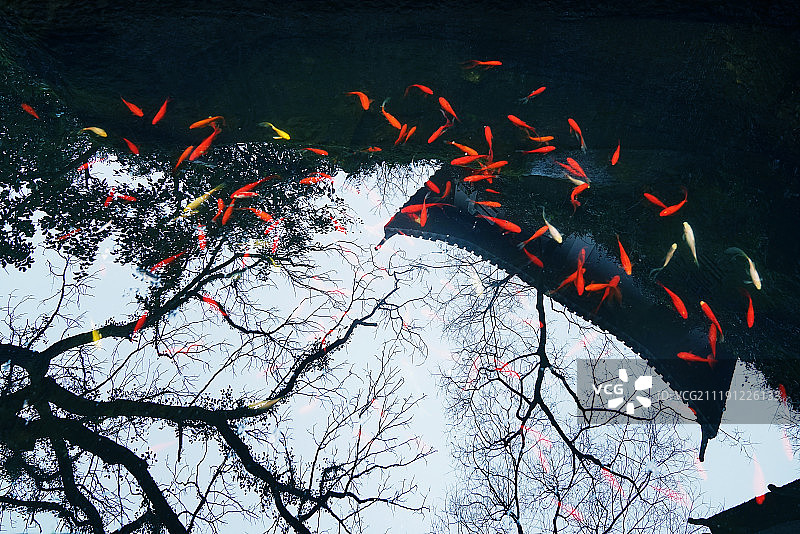 杭州西湖庭院内的锦鲤图片素材