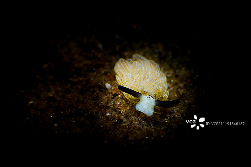 菲律宾海底世界里的小绵羊海兔图片素材