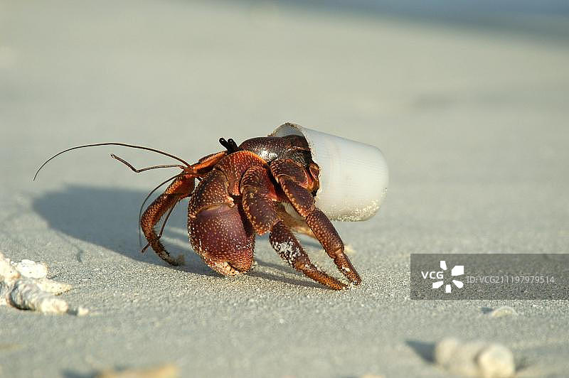 可变寄居蟹，生活在塑料杯里，马尔代夫图片素材