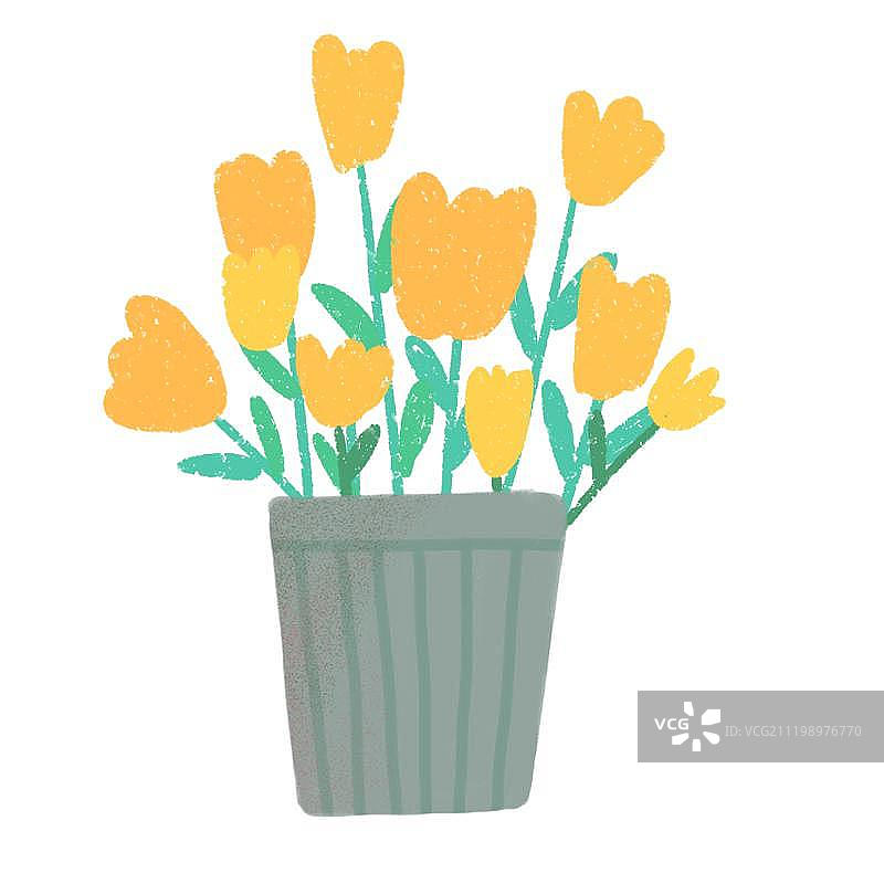 花盆里的黄色郁金香图片素材