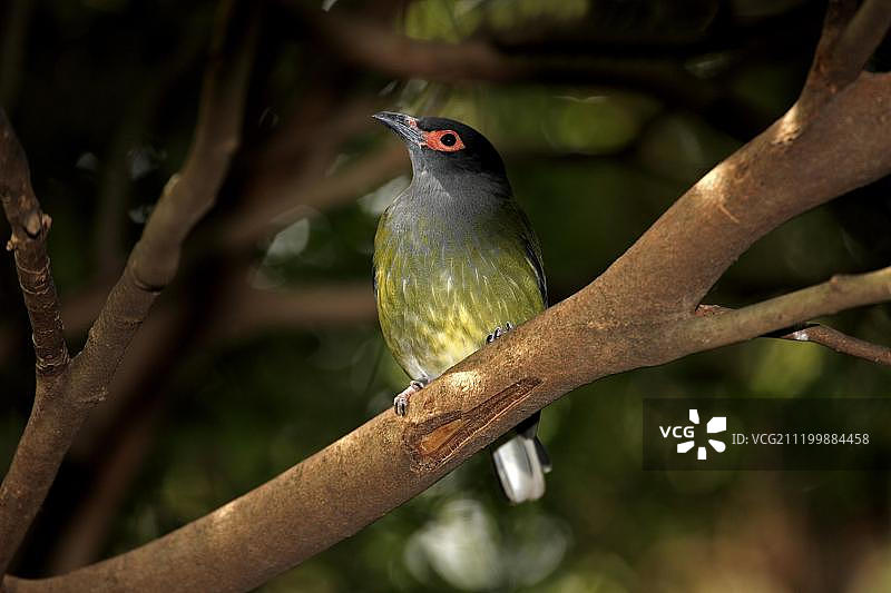 绿色无花果鸟，成年雄性，栖息在澳大利亚的树枝上图片素材