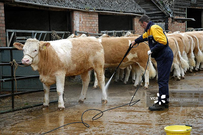 工人准备西门塔尔牛出售，用高压洗衣机冲洗，英国，埃塞克斯，欧洲图片素材