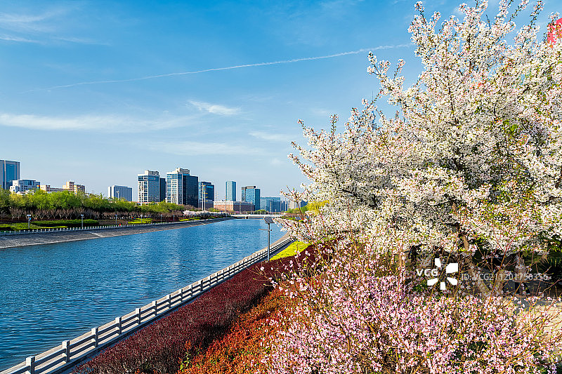 郑州七里河畔春季樱花与都市风景图片素材