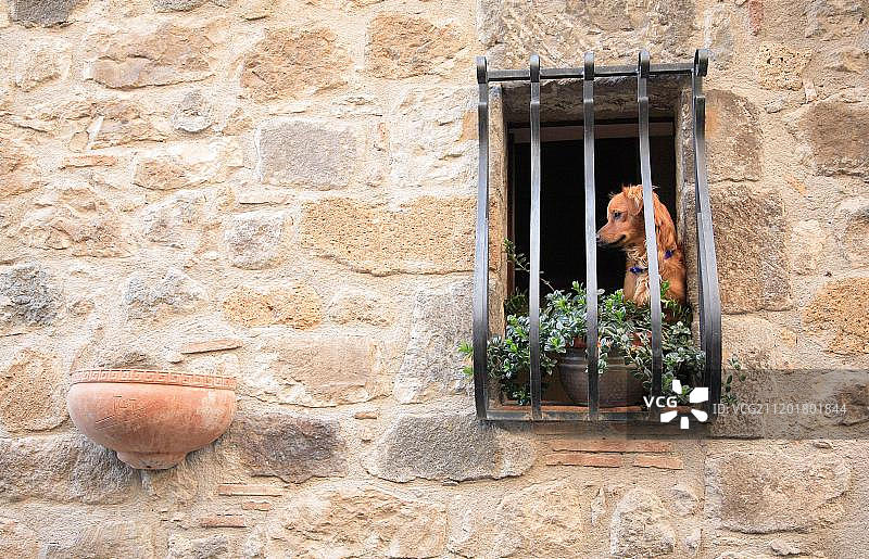 意大利拉提姆波尔塞纳老城区的狗图片素材