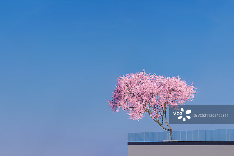 阳台上的一株樱花树图片素材