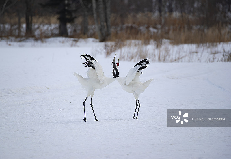 日本奠定和雪地里醉人的鹤舞图片素材