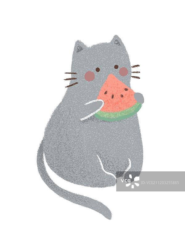 吃西瓜的猫咪图片素材
