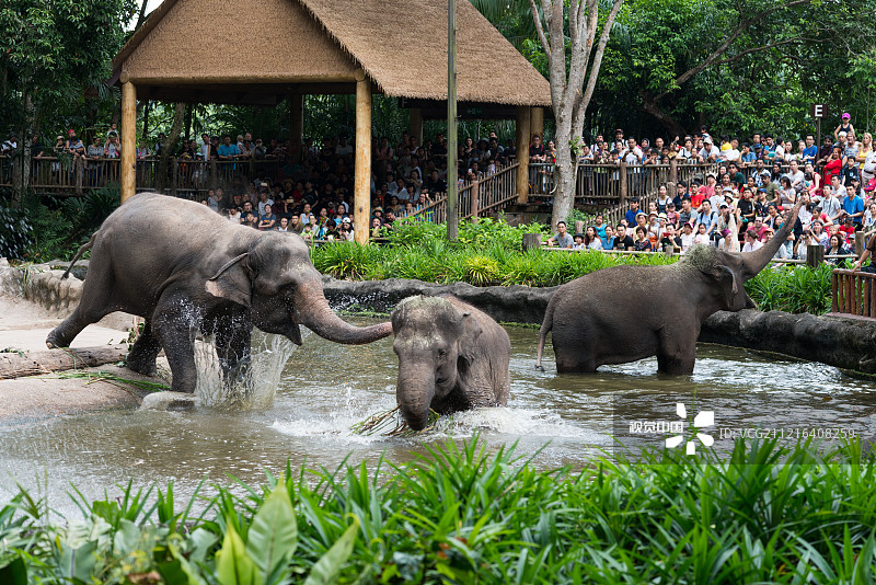 新加坡动物园图片素材