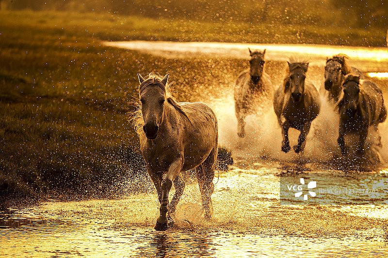 水中奔跑的马群图片素材