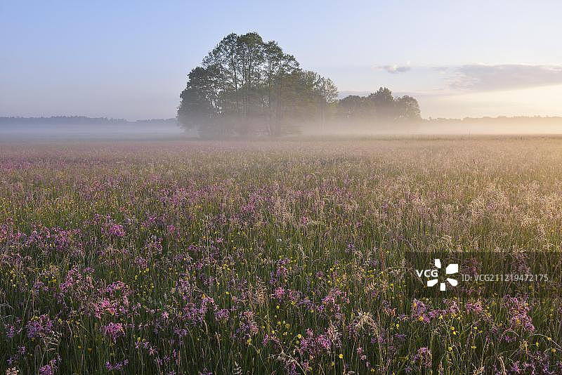 欧洲德国萨克森州博克斯伯格附近的海德和泰ichlandschaft Oberlausitzer Heide- und Teichlandschaft生物圈保护区，在清晨的第一缕阳光中，草地上有剪草雀(Lychnis flos-cuculi)图片素材