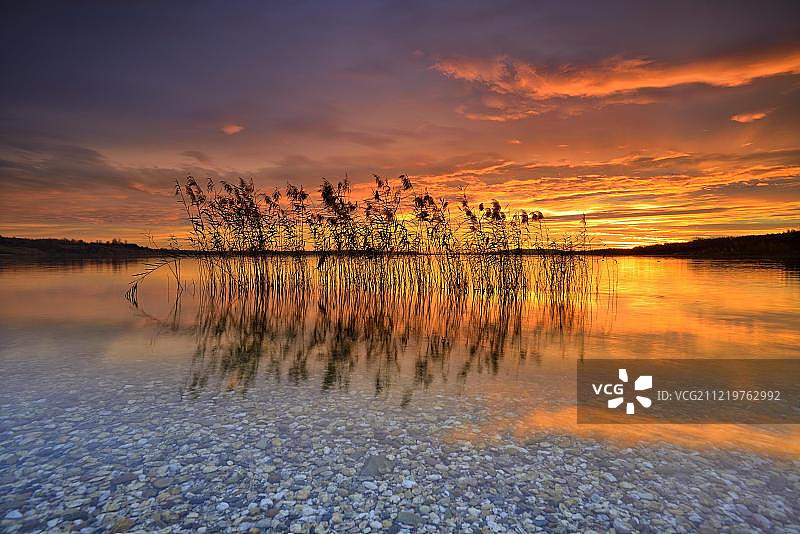 德国，欧洲，萨克森-安哈尔特，在日出时反射在盖泽尔塔湖上的芦苇图片素材