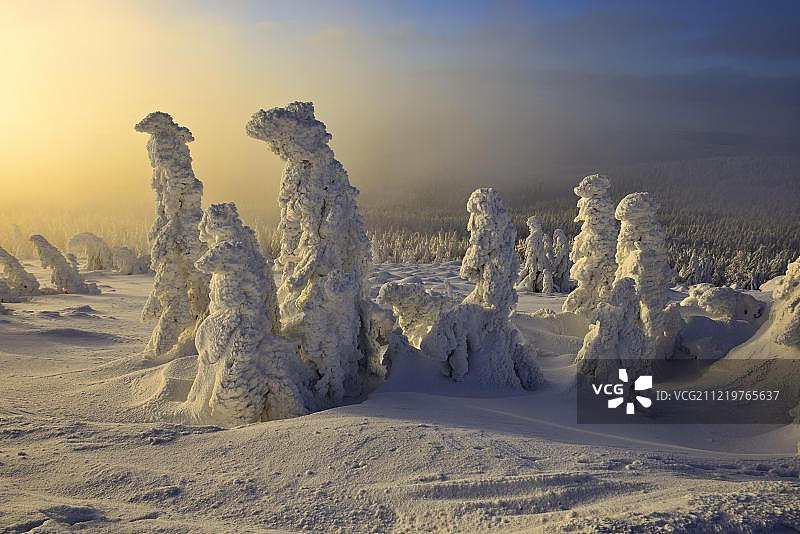 欧洲德国萨克森-安哈尔特哈尔茨国家公园的布罗肯，冬天的早晨，白雪覆盖的松树，雾图片素材