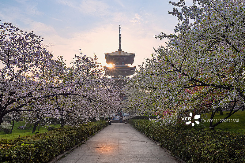 武汉东湖磨山樱花园图片素材