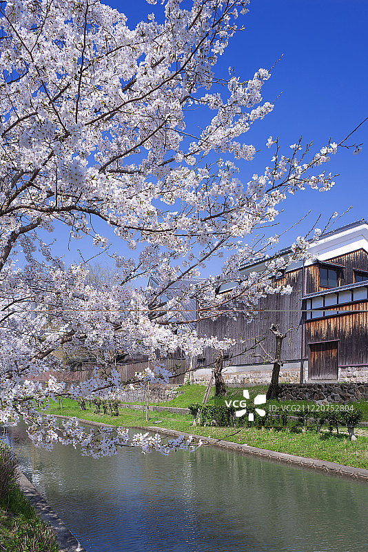 清酒厂(Gekkeikan Okura清酒博物馆)和运河边的樱花(堀川)，中须岛，阜见，京都，日本图片素材
