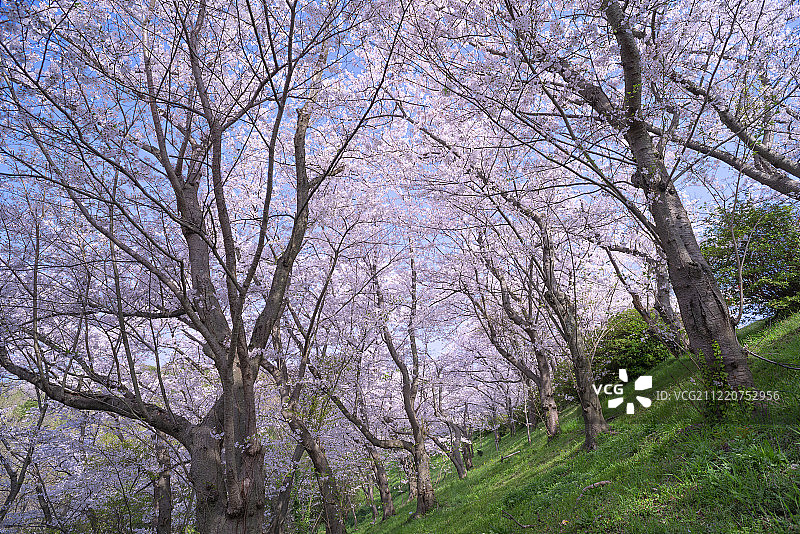 樱花与内海的背景，Ako-misaki, Ako-misaki, Ako，兵库县，日本图片素材