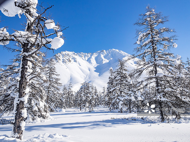 美丽的冬季景观与白雪覆盖的树木图片素材