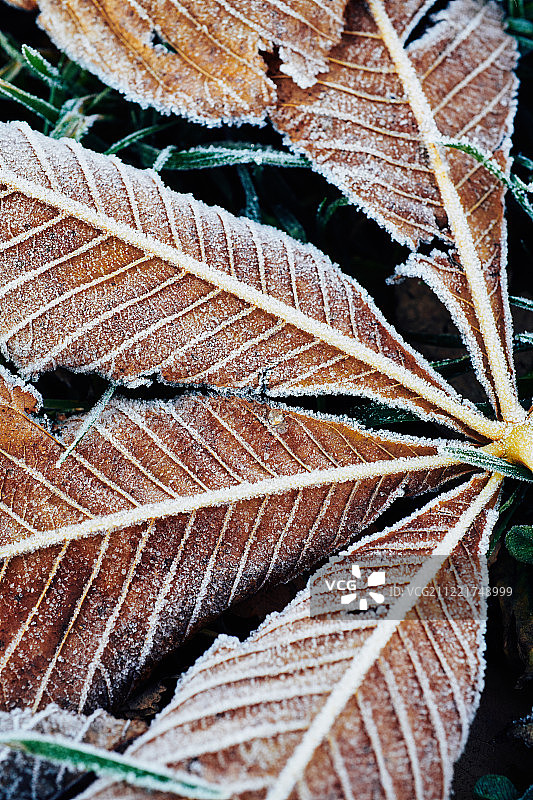 霜冻的草地上散落着霜冻的栗树落叶图片素材