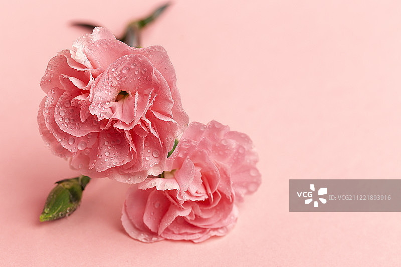 一束粉红色的康乃馨花图片素材