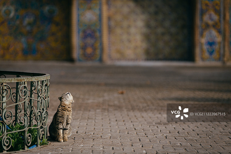猫在伊朗图片素材