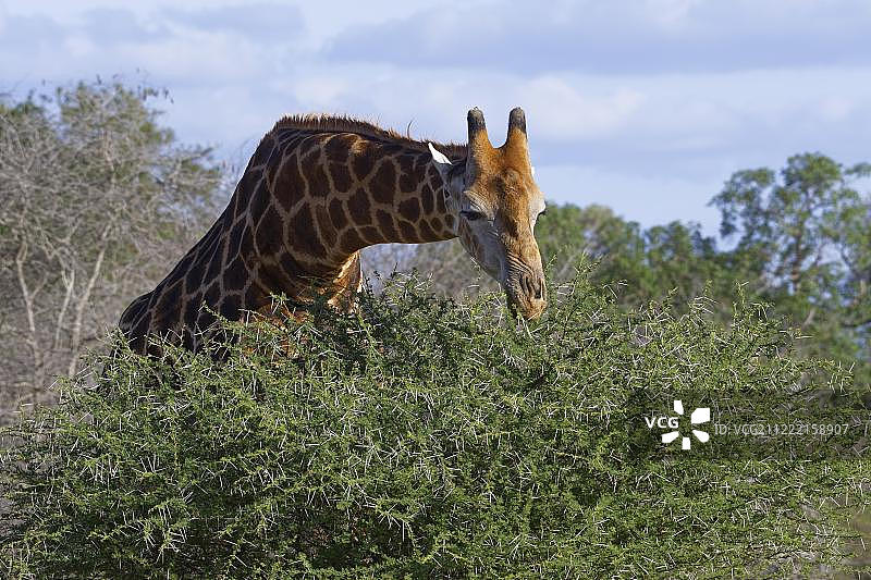 南非长颈鹿(长颈鹿camelopardalis giraffe)，成年，以一种多刺灌木的叶子和刺为食，南非克鲁格国家公园图片素材