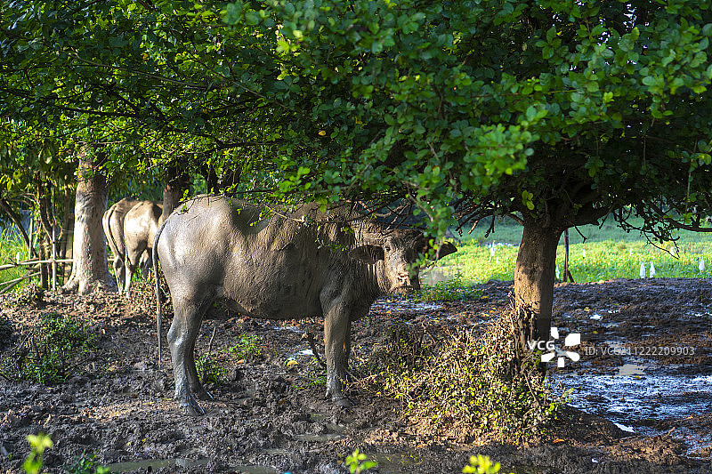 亚洲水牛在农场，泰国图片素材