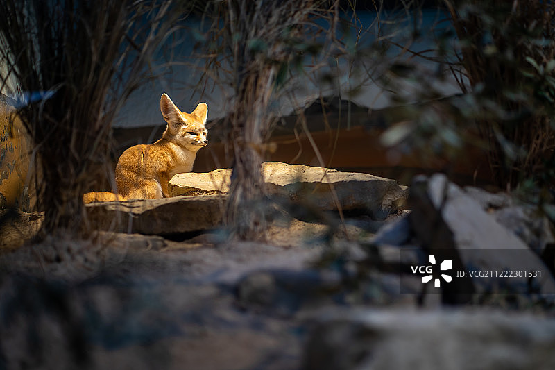 法兰克福动物园的一只小沙漠狐狸图片素材