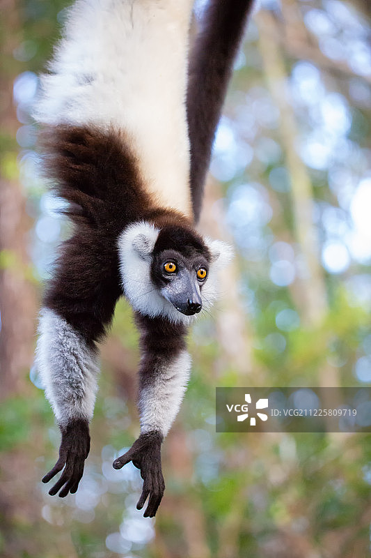 马达加斯加狐猴岛的野生熊猫狐猴图片素材