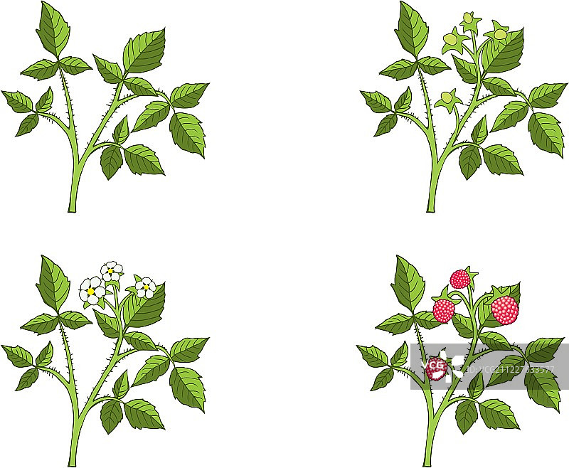 树莓生长阶段图片素材