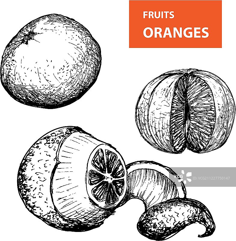 橙子-向量插图的集合图片素材