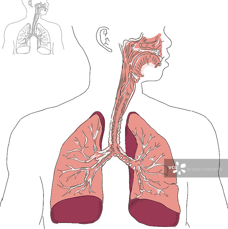 呼吸系统和放线菌病图片素材