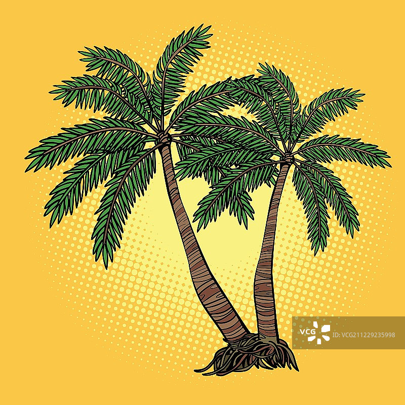 热带的棕榈树图片素材