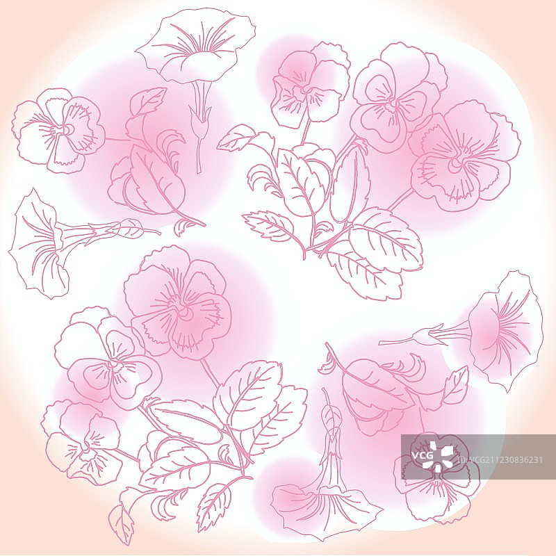 粉红色背景与三色堇和旋花图片素材