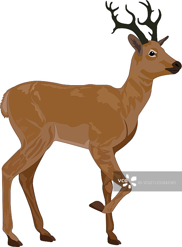 鹿、插图图片素材