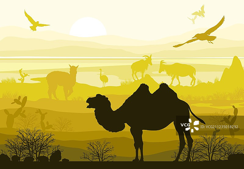自然野生动物骆驼山羊鸵鸟羊驼图片素材