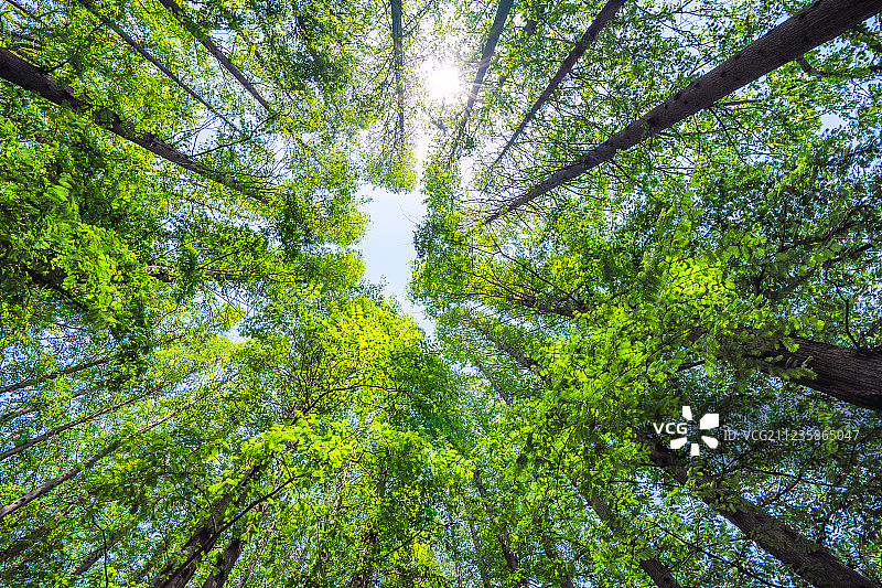 仰拍蓝天为背景有阳光照射的绿叶繁茂的树林图片素材