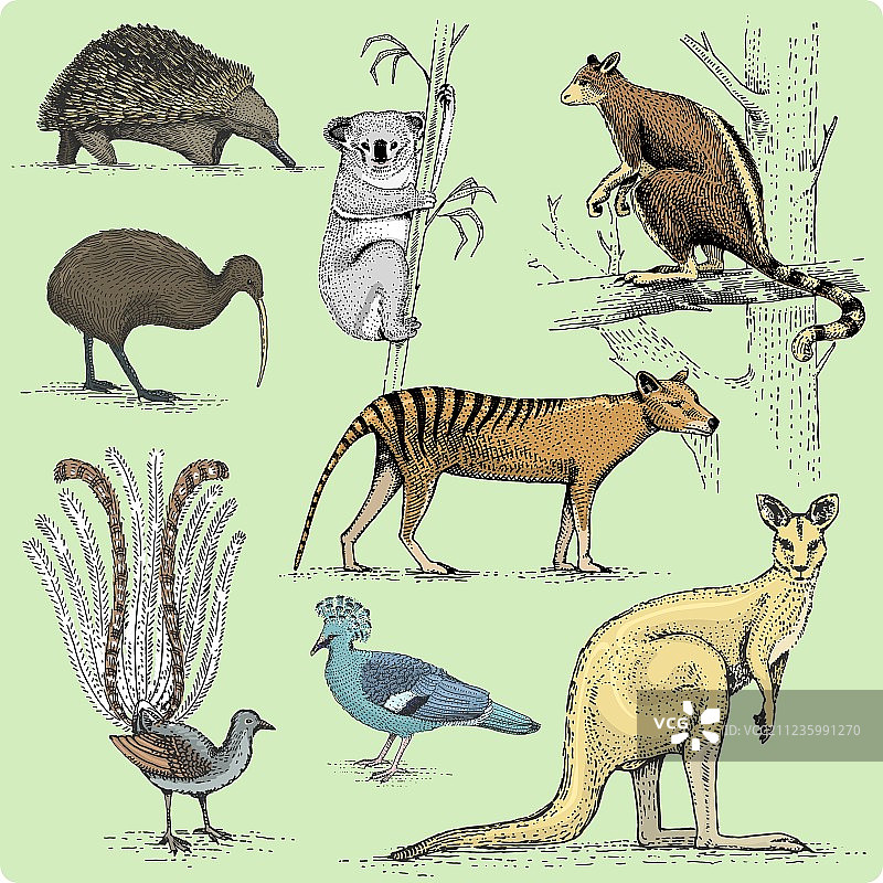 一套澳大利亚动物雕刻手绘图片素材