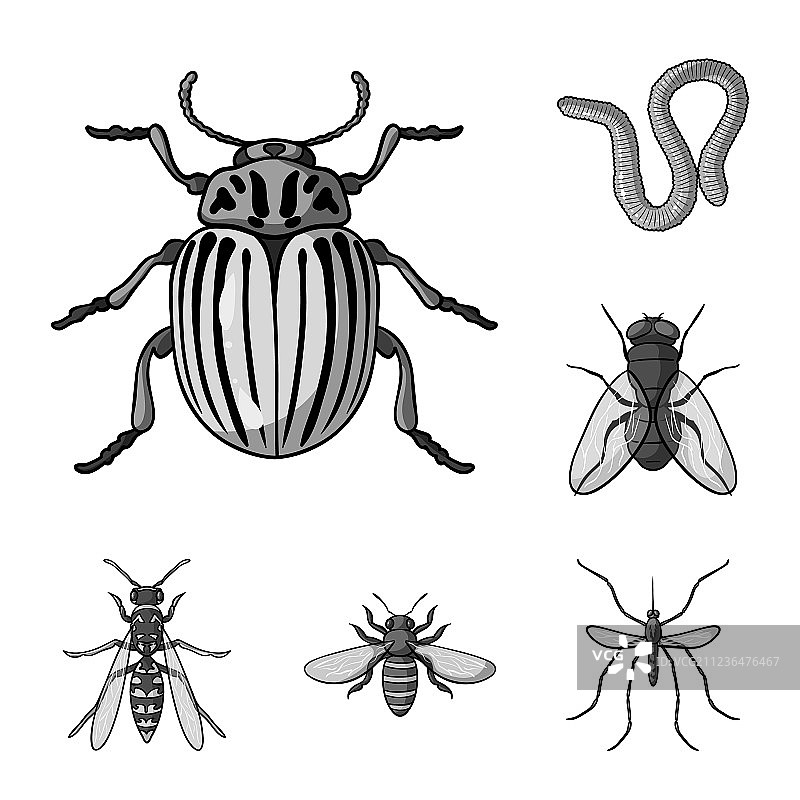 不同种类的昆虫单色图标设置图片素材