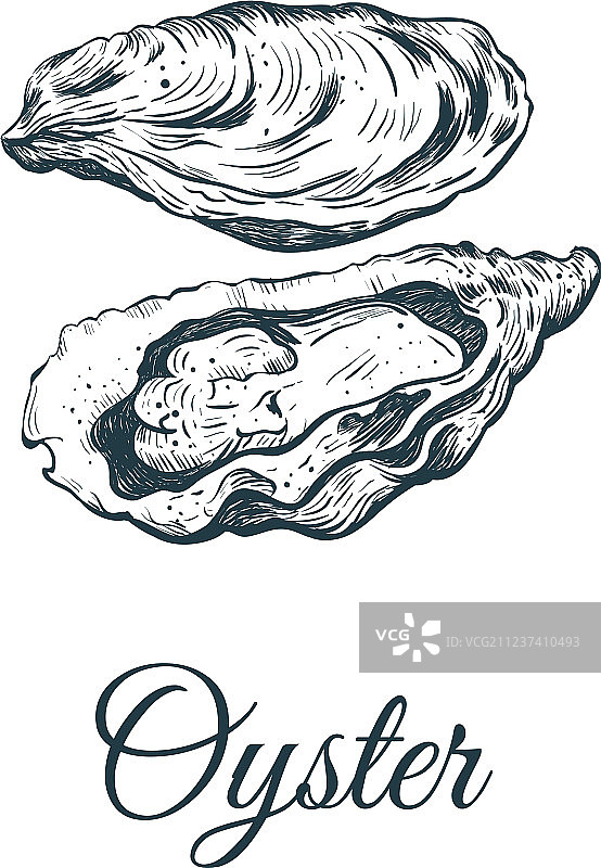 牡蛎草图图片素材
