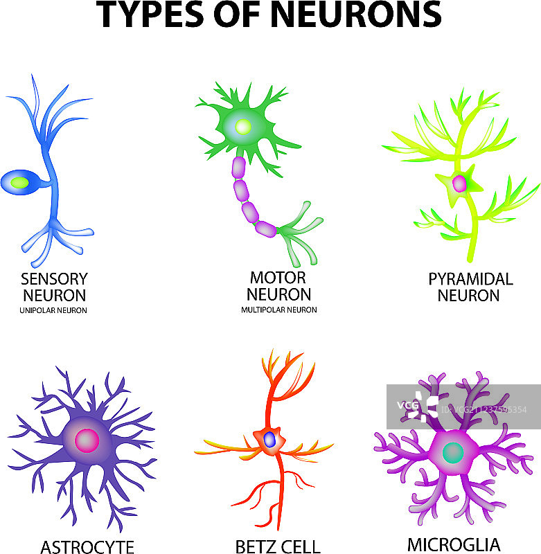 神经元类型、结构、感觉运动神经元图片素材