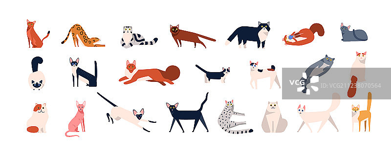 一堆可爱的各种品种的猫坐着图片素材