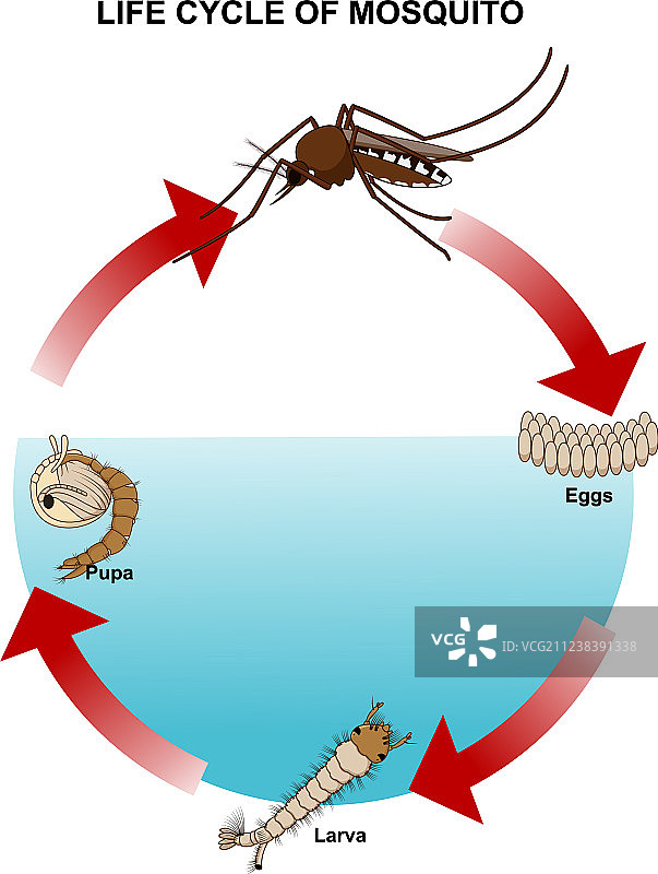 蚊子的生命周期图片素材