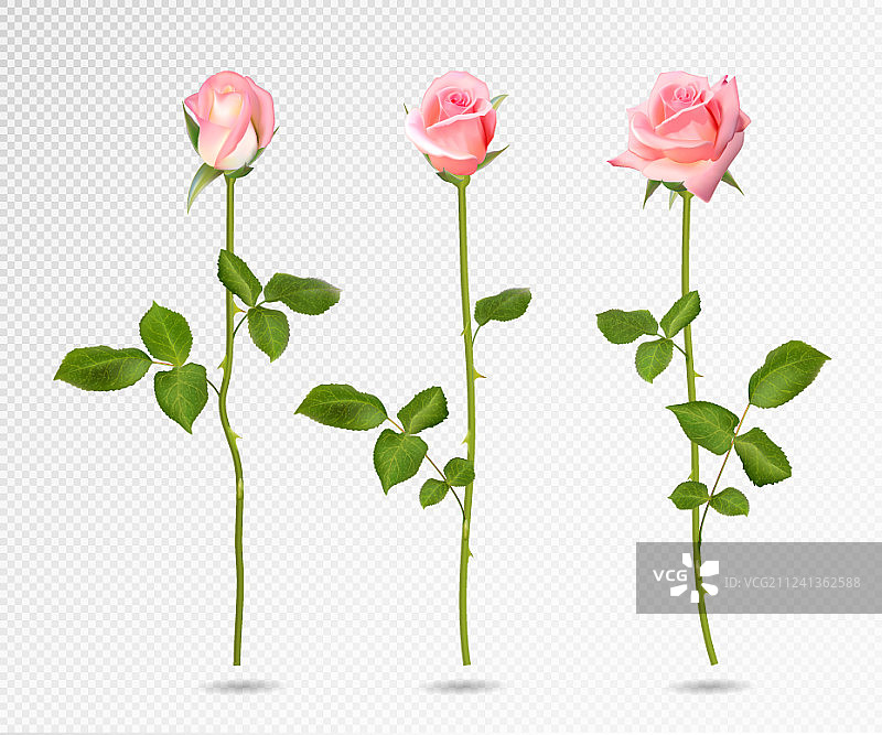 现实的粉色玫瑰设置三个3d玫瑰图片素材