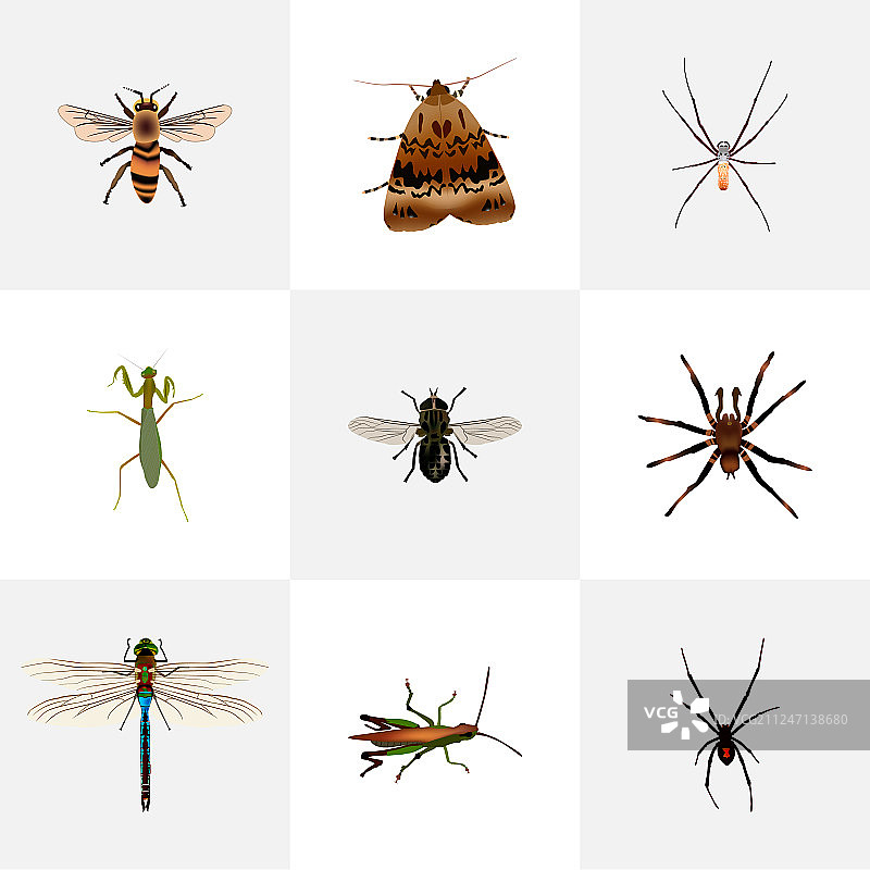 一套昆虫逼真的符号与蜘蛛图片素材