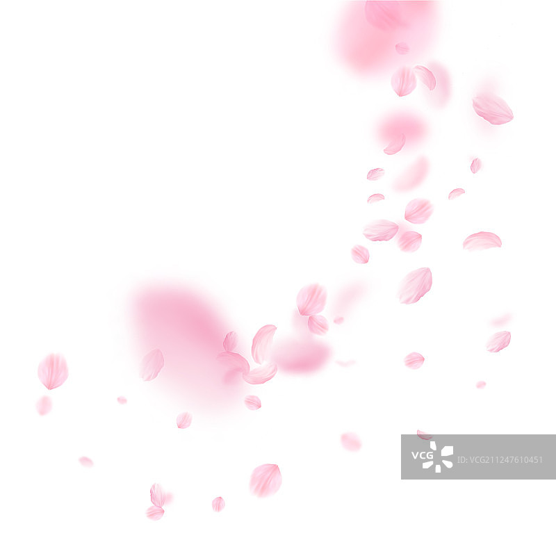 樱花花瓣飘落，浪漫的粉红色花朵图片素材