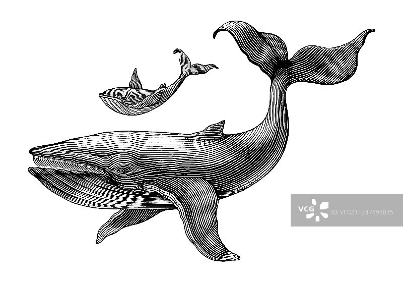 大鲸和小鲸手绘古董图片素材