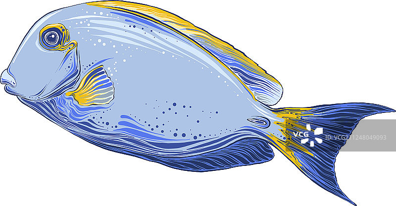 手绘素描鱼在颜色孤立上图片素材