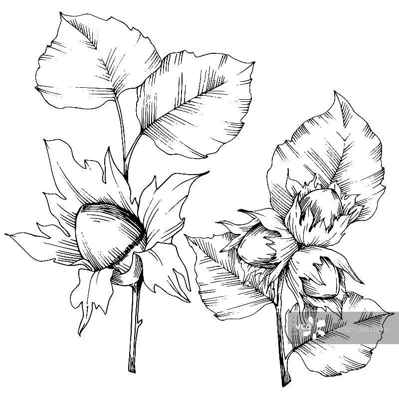 向量秋天植物榛子坚果。叶植物植物园花的叶子。孤立的插画元素。图片素材